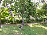 ����� Marari Beach Resort, ����