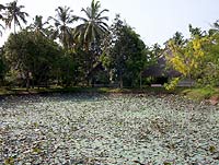 ����� Marari Beach Resort, ����