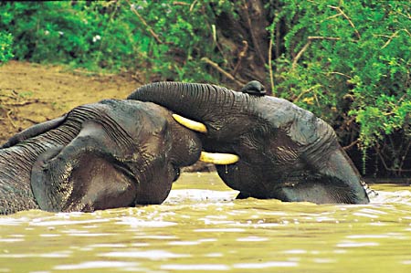 ����� Kwandwe Private Game Reserve, ����