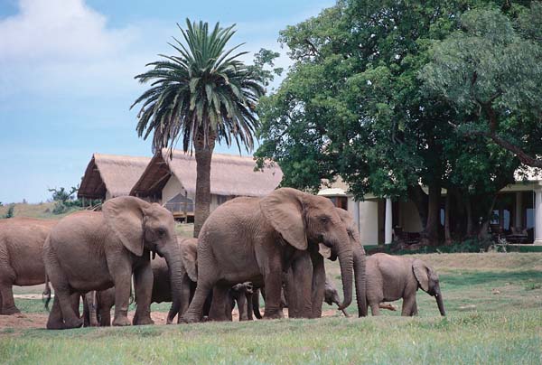 ����� Gorah Elephant Camp, ����