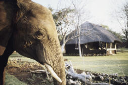 ����� The Elephant Camp Victoria Falls, ����