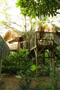 ����� Parrot Nest Lodge, ����