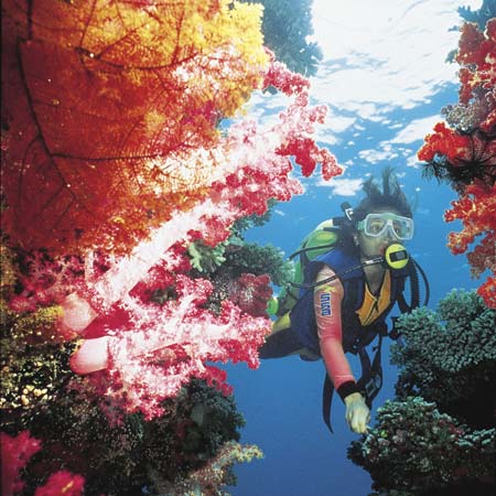 ����� Jean-Michel Cousteau Fiji Islands Resort, ����