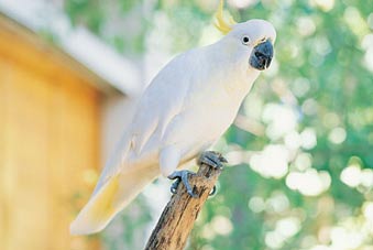 ����� Radisson Treetops Resort, ����