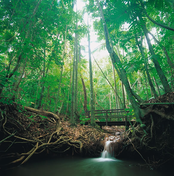 ����� Dunk Island, ����