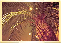 ����� Caribia Congress & SPA hotel, ����