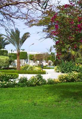 ����� Shedwan Golden Beach, ����